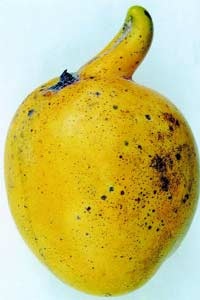 “Chuối” trong đu đủ - 1