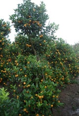 Quất Tứ Liên được mùa, đào Nhật Tân “chờ” thời tiết - 2