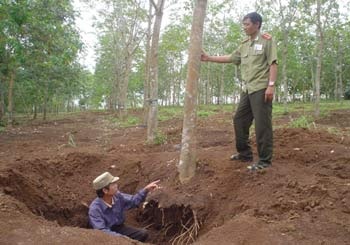 Hủy diệt rừng cao su để tìm cổ vật - 1 Hủy diệt rừng cao su để tìm cổ vật - 1
