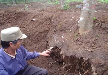 Hủy diệt rừng cao su để tìm cổ vật - 2 Hủy diệt rừng cao su để tìm cổ vật - 2