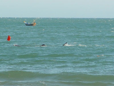 Ảnh cá voi tung tăng ở biển Mũi Né - 1 Ảnh cá voi tung tăng ở biển Mũi Né - 1