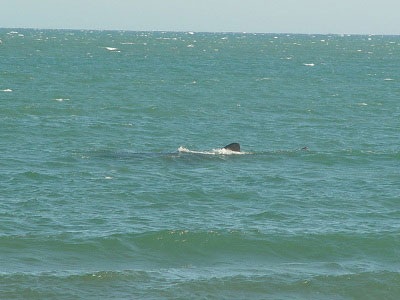 Ảnh cá voi tung tăng ở biển Mũi Né - 2 Ảnh cá voi tung tăng ở biển Mũi Né - 2