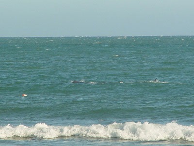 Ảnh cá voi tung tăng ở biển Mũi Né - 3 Ảnh cá voi tung tăng ở biển Mũi Né - 3