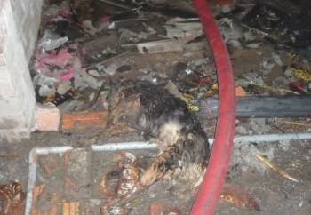 Giận cha vợ, trút xăng đốt nhà  - 1