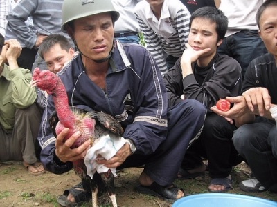 Ảnh chọi gà ở hội đền Đô - 8 Ảnh chọi gà ở hội đền Đô - 8