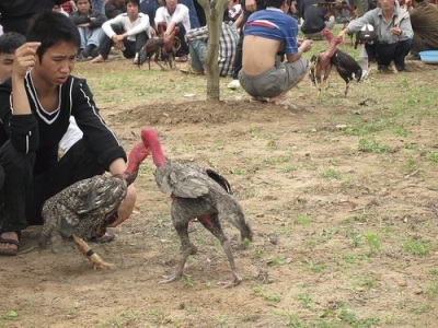 Ảnh chọi gà ở hội đền Đô - 1 Ảnh chọi gà ở hội đền Đô - 1