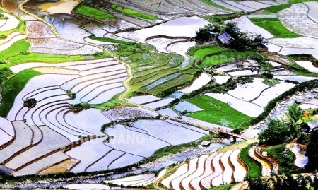 Ngắm ruộng bậc thang trong mùa tuyệt đẹp - 8 Ngắm ruộng bậc thang trong mùa tuyệt đẹp - 8