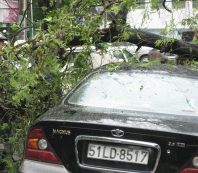 TPHCM: Cây xanh ngã đổ trong mưa lớn - 2 TPHCM: Cây xanh ngã đổ trong mưa lớn - 2