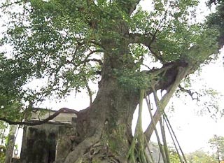 Giai thoại về “đại lão mộc tinh” 600 năm tuổi - 1