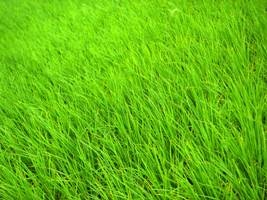 Trận mưa “vàng” cho đồng bằng Bắc bộ - 1 Trận mưa “vàng” cho đồng bằng Bắc bộ - 1