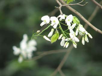 Tháng 3 về, náo nức hội hoa sưa - 5