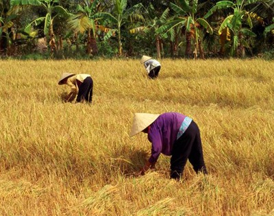 Trả lại công bằng cho hạt gạo - 2