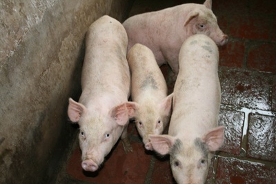 “Độc chiêu” tiết kiệm - 1