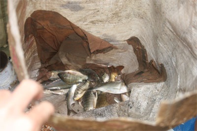 Mưa lũ tranh thủ... đi câu - 6