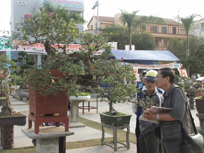 Cuộc hội ngộ của những cây cảnh “nghìn đô” - 3