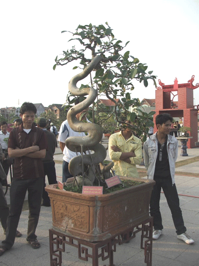 Cuộc hội ngộ của những cây cảnh “nghìn đô” - 4