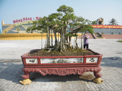 Cuộc hội ngộ của những cây cảnh “nghìn đô” - 5