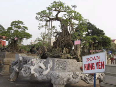 Cuộc hội ngộ của những cây cảnh “nghìn đô” - 1