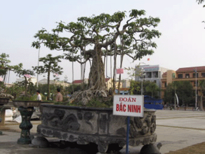 Cuộc hội ngộ của những cây cảnh “nghìn đô” - 2