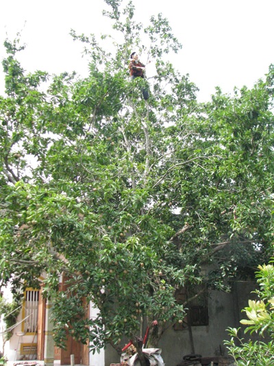 Cụ bà 80 tuổi leo cây “nhanh như sóc” - 7 Cụ bà 80 tuổi leo cây “nhanh như sóc” - 7