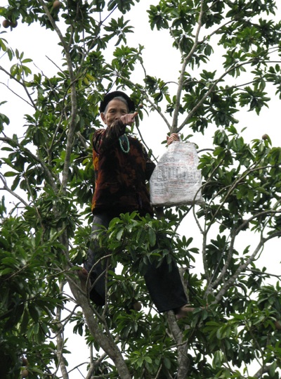 Cụ bà 80 tuổi leo cây “nhanh như sóc” - 2 Cụ bà 80 tuổi leo cây “nhanh như sóc” - 2