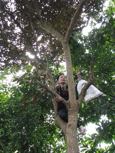 Cụ bà 80 tuổi leo cây “nhanh như sóc” - 3 Cụ bà 80 tuổi leo cây “nhanh như sóc” - 3