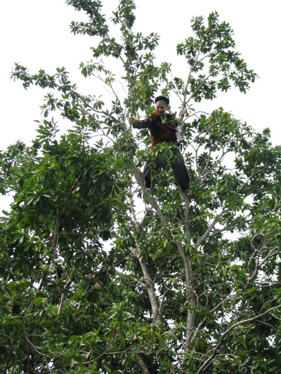 Cụ bà 80 tuổi leo cây “nhanh như sóc” - 5 Cụ bà 80 tuổi leo cây “nhanh như sóc” - 5