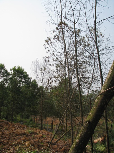 Hoảng hồn với nước thải của nhà máy tinh bột sắn - 7