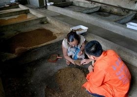 Nuôi ruồi… cũng kiếm bộn tiền - 1 Nuôi ruồi… cũng kiếm bộn tiền - 1