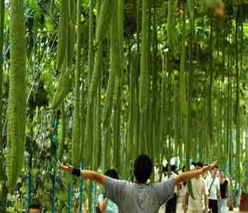 Vườn mướp khổng lồ - 1