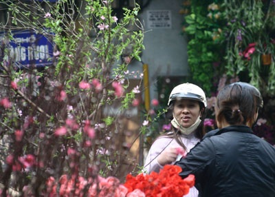 Đào muộn rung rinh chờ rằm tháng Giêng - 5