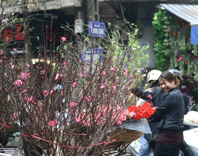 Đào muộn rung rinh chờ rằm tháng Giêng - 6