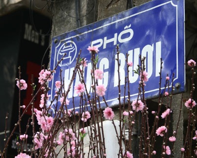 Đào muộn rung rinh chờ rằm tháng Giêng - 7