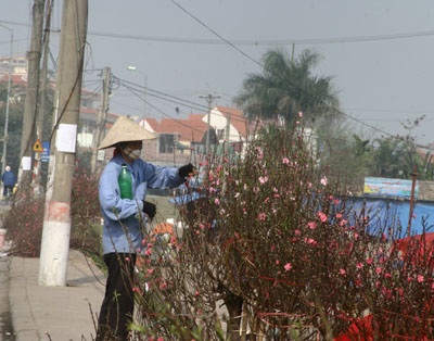 Đào muộn rung rinh chờ rằm tháng Giêng - 2