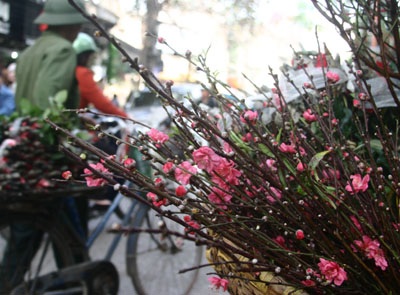 Đào muộn rung rinh chờ rằm tháng Giêng - 3