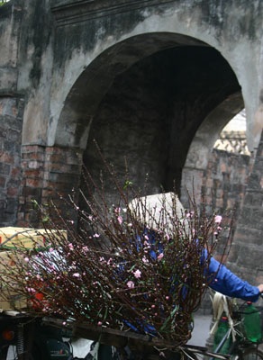 Đào muộn rung rinh chờ rằm tháng Giêng - 4