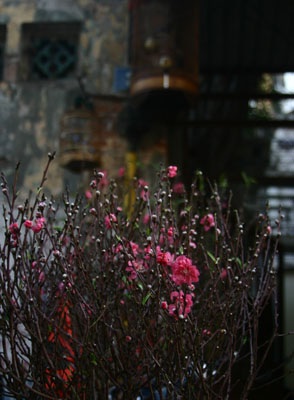 Đào muộn rung rinh chờ rằm tháng Giêng - 1