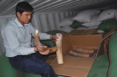 Khởi tố vụ nhập lậu gần 7 tấn ngà voi - 1 Khởi tố vụ nhập lậu gần 7 tấn ngà voi - 1