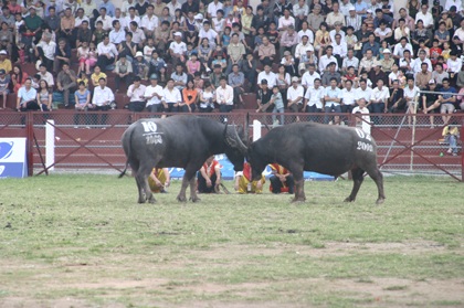 Náo nức vui hội cùng… thịt trâu chọi - 5