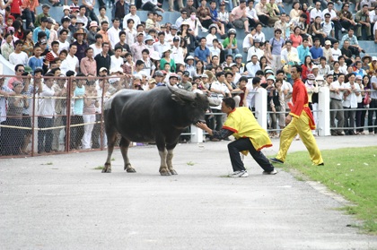 Náo nức vui hội cùng… thịt trâu chọi - 6