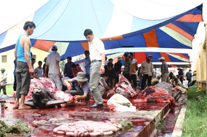 Náo nức vui hội cùng… thịt trâu chọi - 8