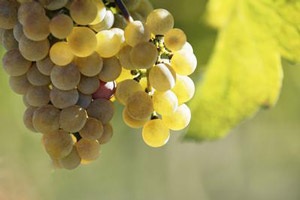 Top 10 thực phẩm chăm sóc thân thể - 2