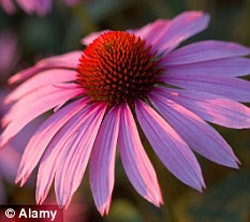 Trà nào, bệnh đó - 4