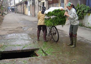 Rửa rau bằng nước cống  - 3