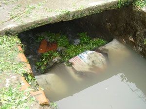 Rửa rau bằng nước cống  - 1