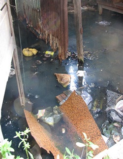 Muỗi nhiều do nước tù đọng, môi trường ô nhiễm - 1 Muỗi nhiều do nước tù đọng, môi trường ô nhiễm - 1