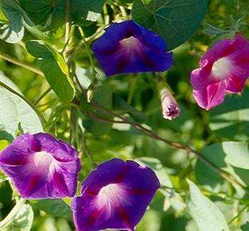 Năm Sửu kể chuyện vị thuốc “dắt trâu” - 1