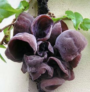 Những thói quen bảo vệ thận - 1