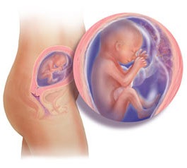 Thai 21 tuần tuổi - 1 Thai 21 tuần tuổi - 1