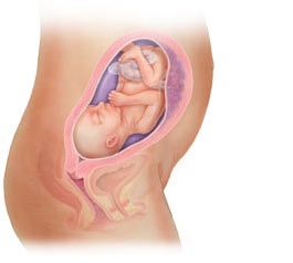 Thai 26 tuần tuổi - 1 Thai 26 tuần tuổi - 1
